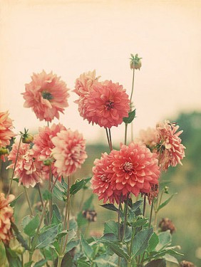 flower_pink_flowers_photography_pretty_vintage-2826f95e7559732d2e7305d3b2680ad9_h